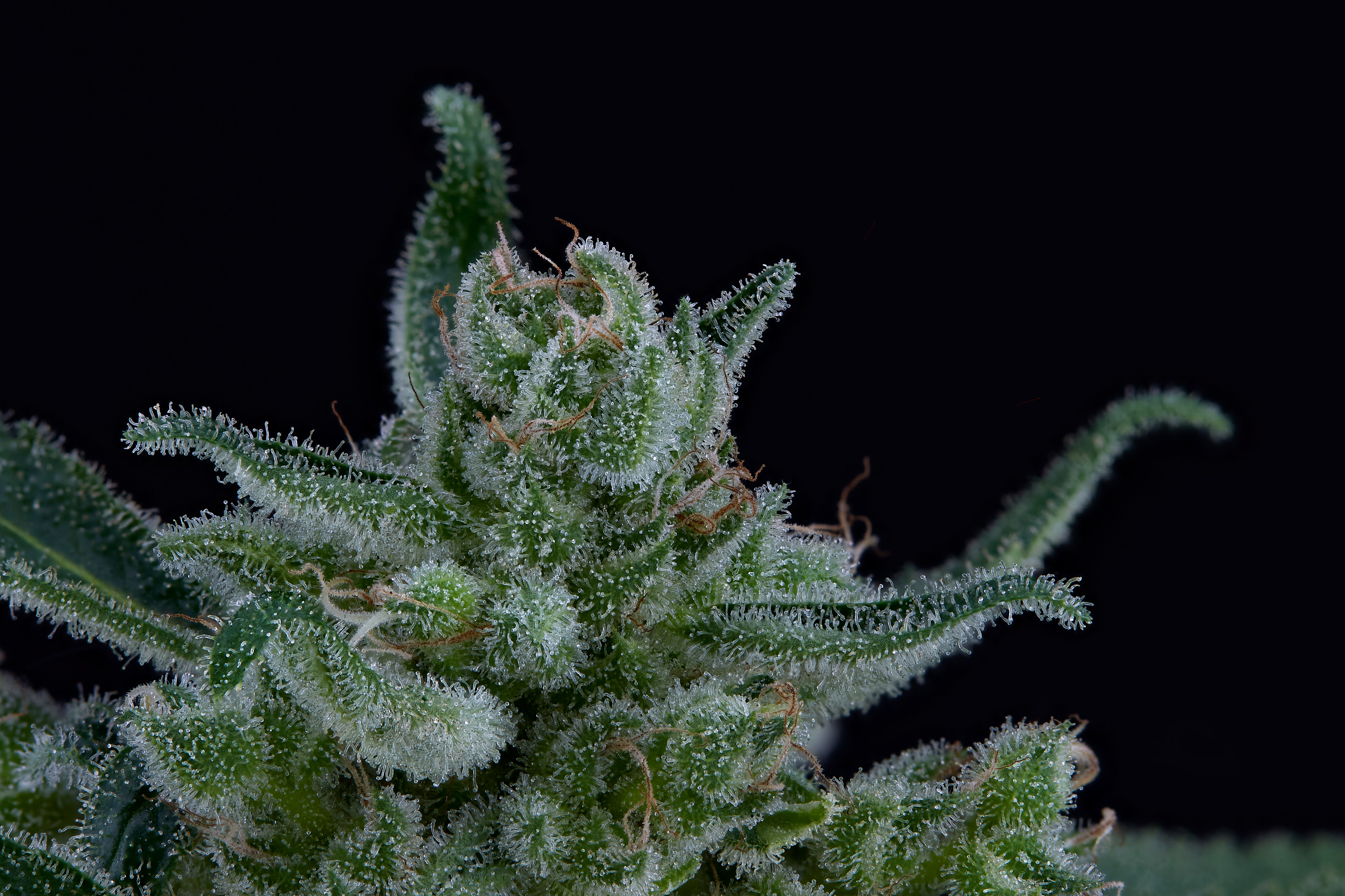 DreamStar 2 Waterville Maine